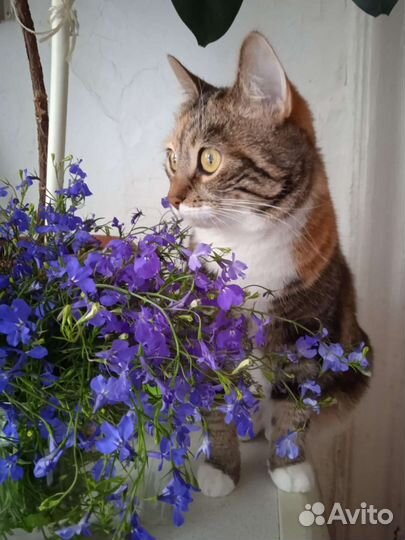 Уход за животными на время отпуска