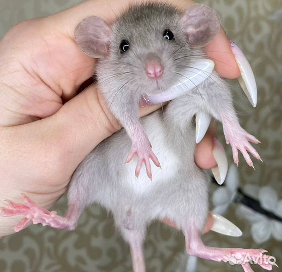 Питомник. Дамбо крысы, крысята, крыса