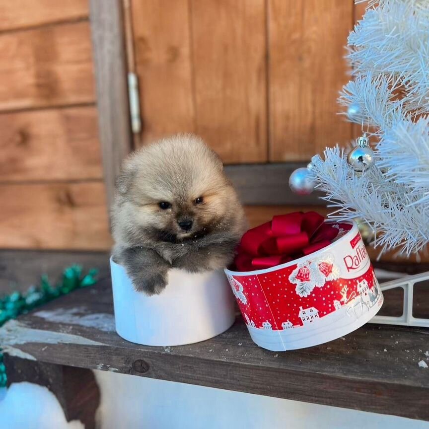 Померанский шпиц медвежьего типа