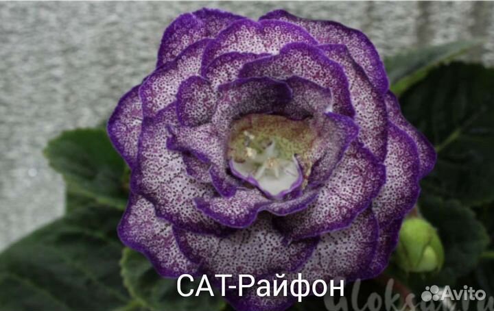 Сат-Глоксинии сортовые махровые