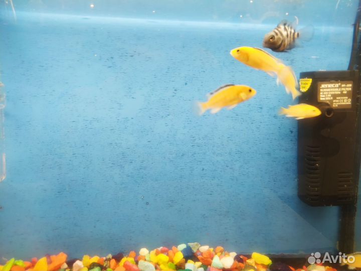 Рыбки еллоу