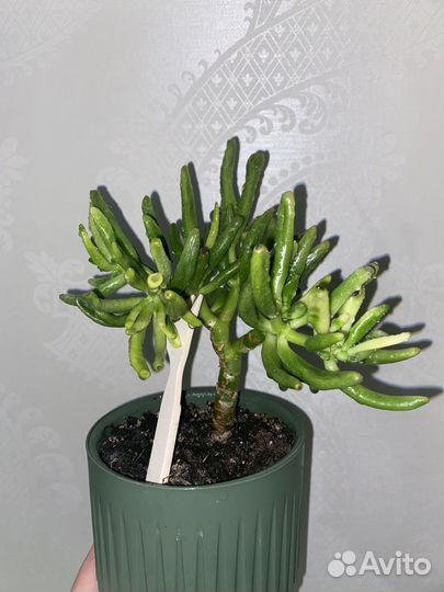 Толстянка хоббит