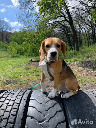 Бигль вязка,кобель