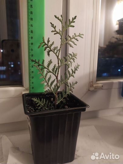 Туя Глобоза шаровидная