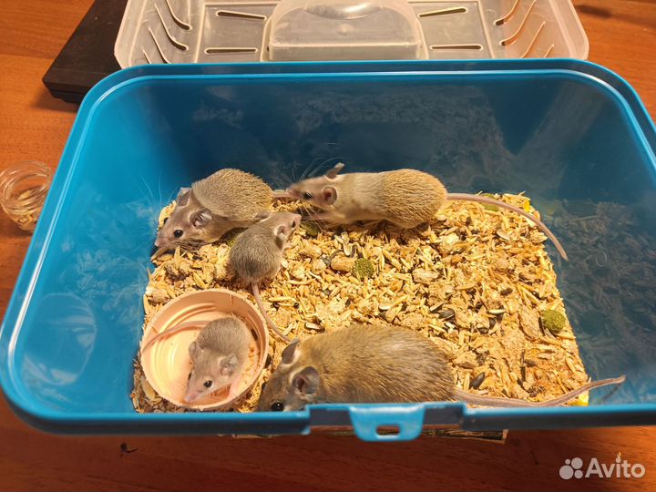 Иглистые мыши