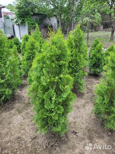 Туи, высота от 80 см до 1.5м