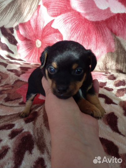 Той-терьер щенки