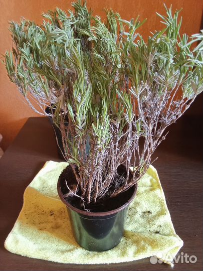 Лаванда синева