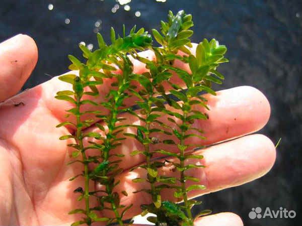 Аквариумные растения