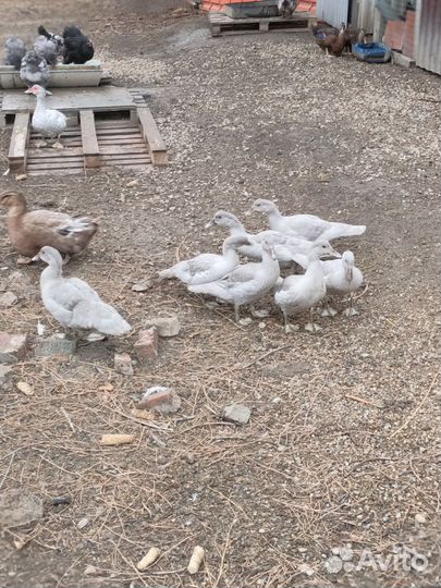 Мускусные утки тяжелые линии Лаванда