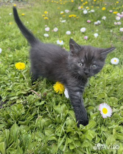 Котенок в дар бесплатно