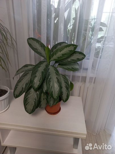 Сортовые аглаонемы