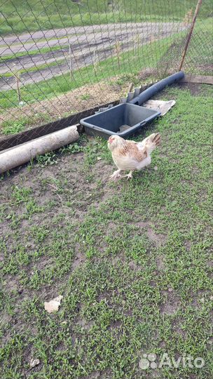 Куры породная птица