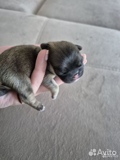 Щенки пекинеса