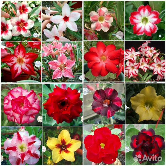 Диоскорея,Плюмерия,Адениум семена