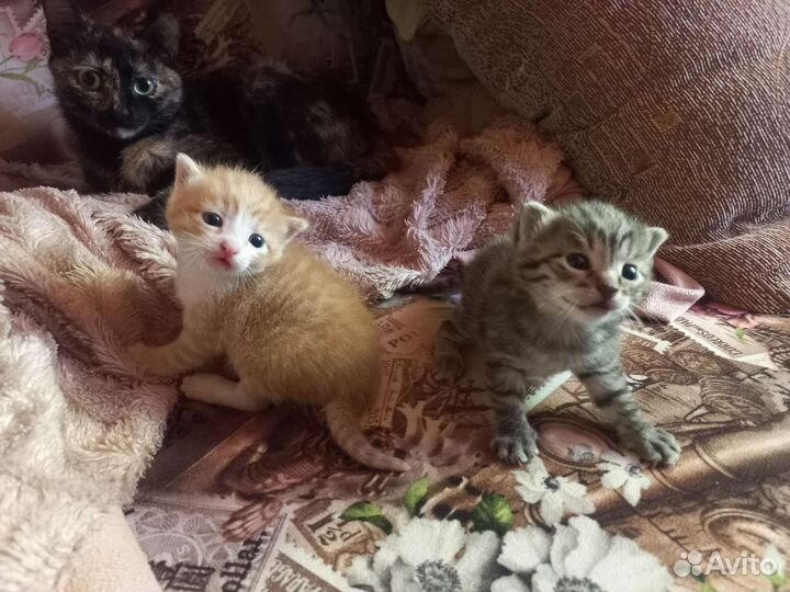 Котята в добрые руки