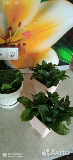 Сансевиерия