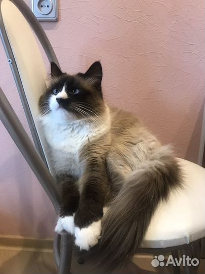 Вязка, кот, жених, невская маскарадная