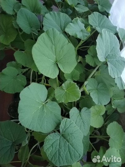 Рассада:Огурцы, кабачки, тыквы, дыни