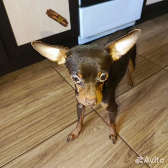 Русский той-терьер вязка