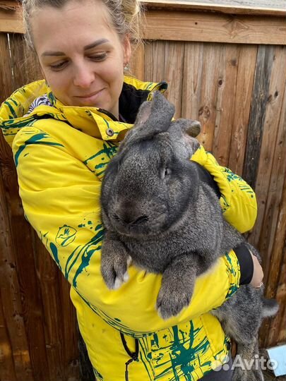 Кролики мясных пород Ризен