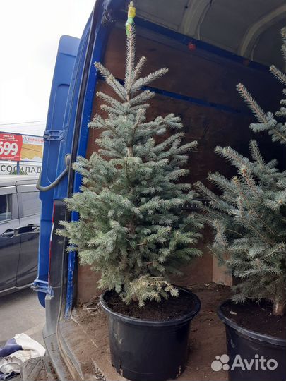 Голубая ель продажа 50-150 см