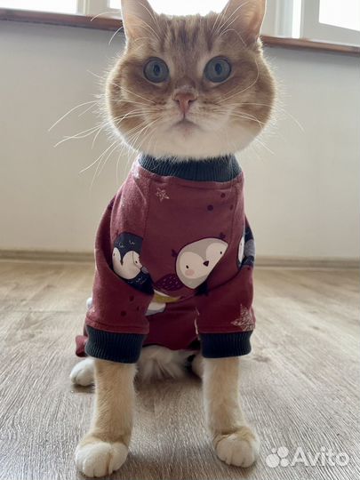 Одежда для сфинксов