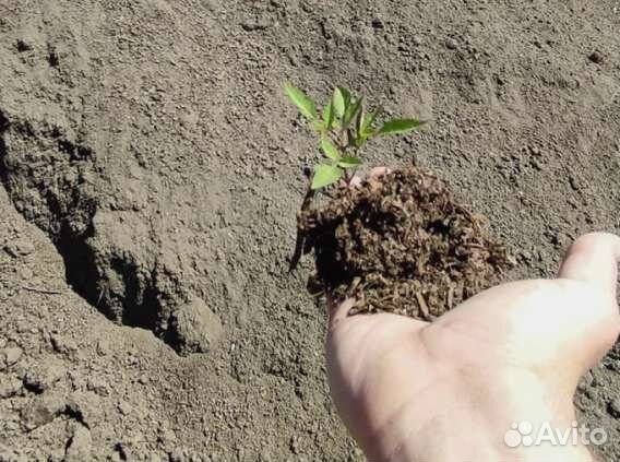 Удобрение из конского навоза с опилками в мешках 5