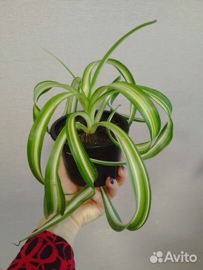Хлорофитум кудрявый бони