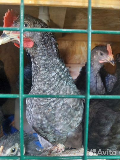 Молодые петухи