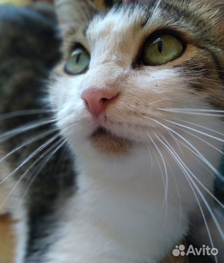 Кошечка, которая любит огурцы