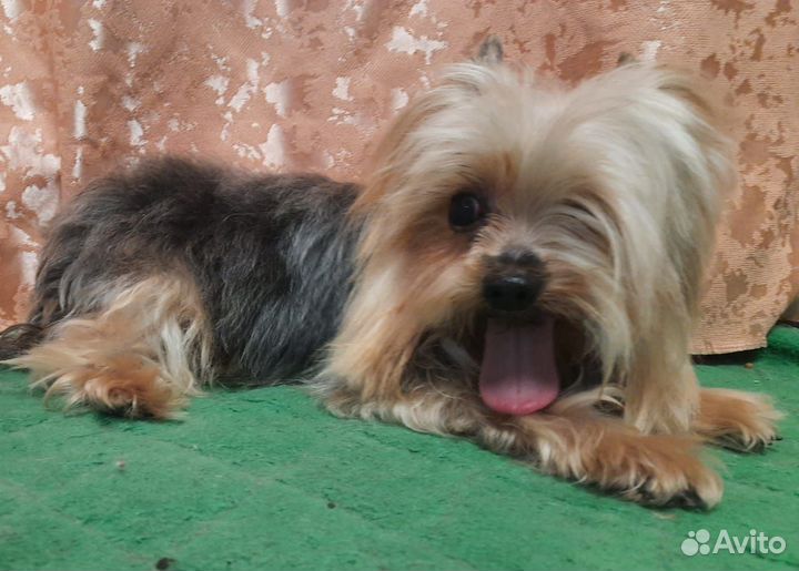 Йоркширский терьер мини