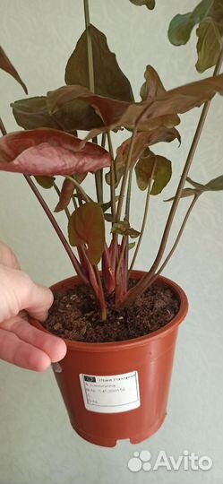 Сингониум Брокант