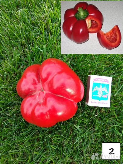 Рассада сладкого перца