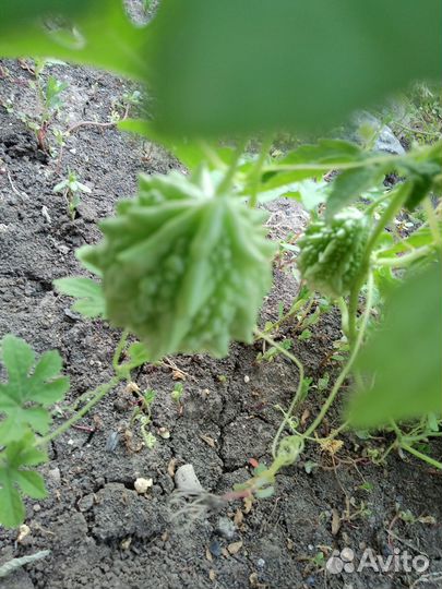 Момордика семена