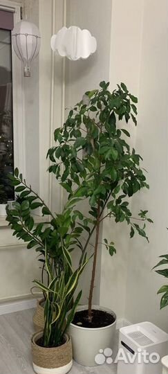 Фикус бенджамина большой