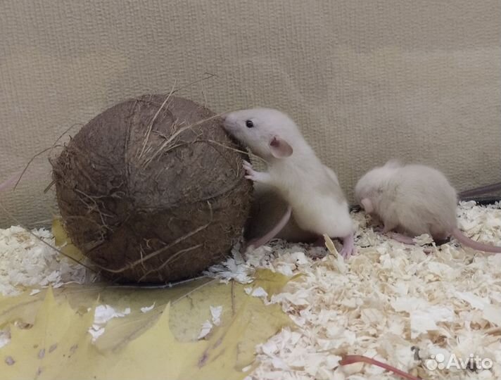 Крысы.крысята.Крыски Дамбо/Клетки