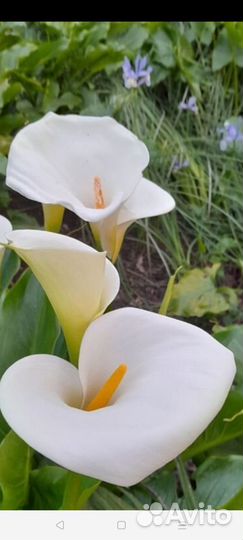 Каллы луковицы