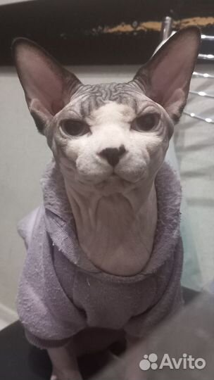 Канадский сфинкс Кот