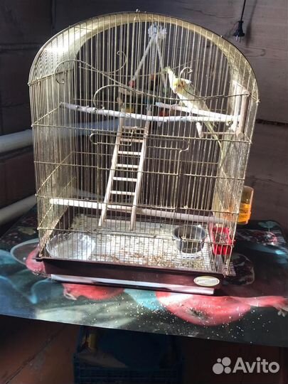 Попугай корелла с клеткой