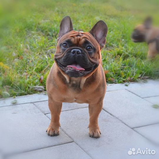 Кобель французского бульдога для вязки