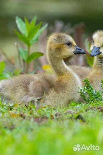 Живая птица