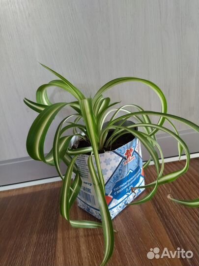Хлорофитум кудрявый бонни