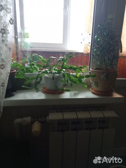 Декабрист - шлюмберг