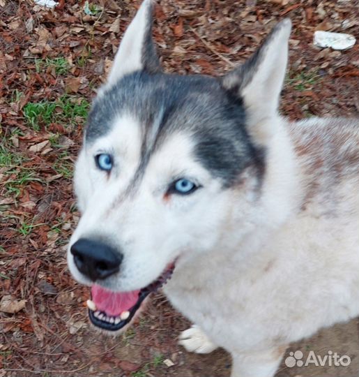 Выгул собак