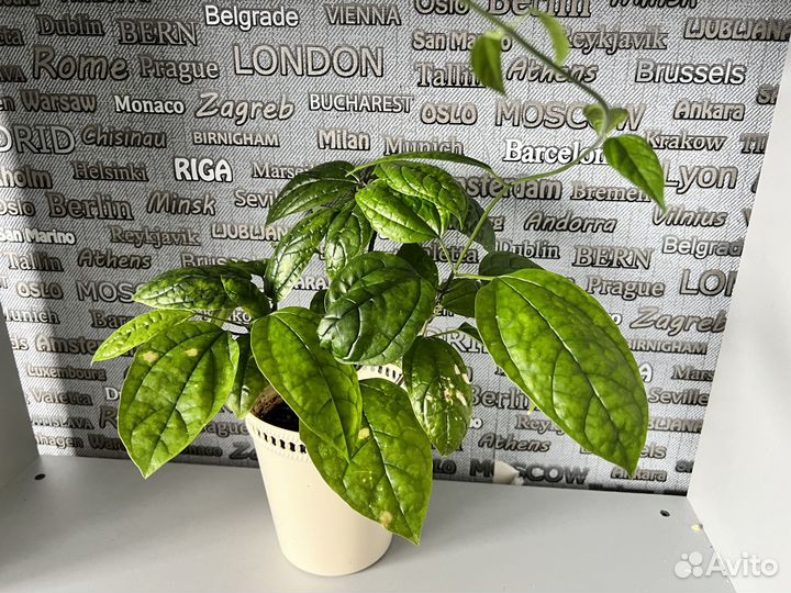 Комнатные цветы-клеродендрум томсони