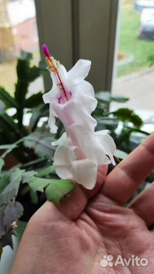 Декабрист (Шлюмбергера)