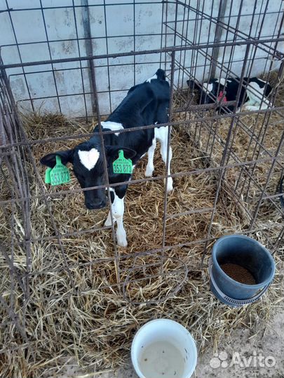 Телята бычки тёлки