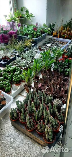 Кактусы И суккуленты