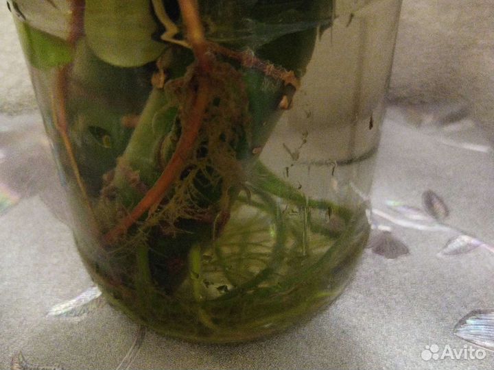 Диффенбахия